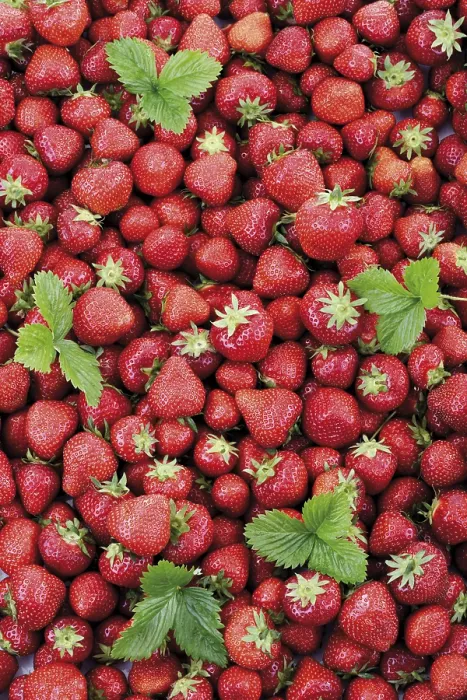 Gerahmter Druck : Strawberries in vollem Bildformat Gerahmter Druck : Strawberries in vollem Bildformat
