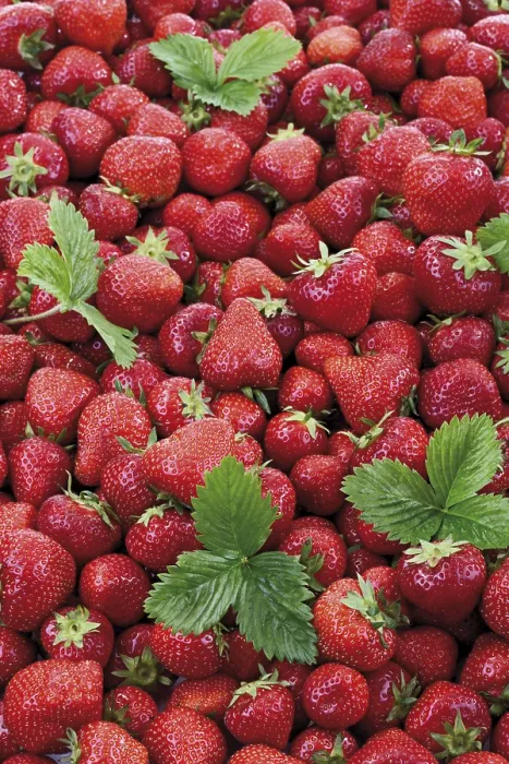 Gerahmter Druck : Erdbeeren, Vollformataufnahme. Gerahmter Druck : Erdbeeren, Vollformataufnahme.