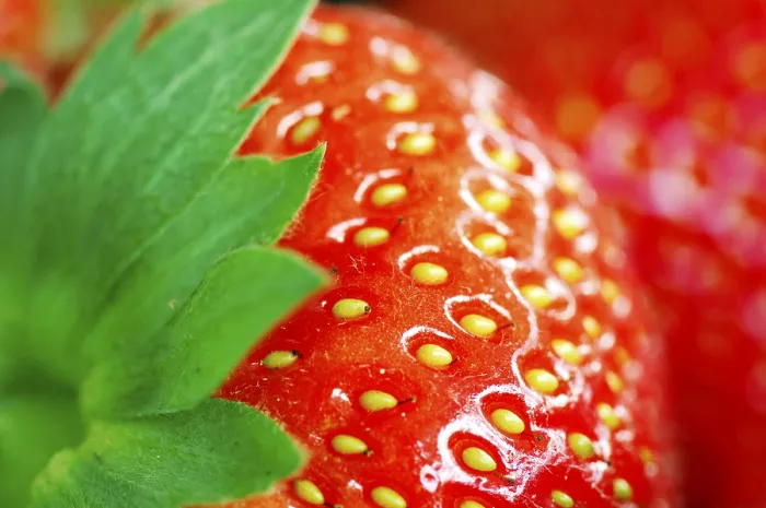 Gerahmter Druck : Strawberry Gerahmter Druck : Strawberry