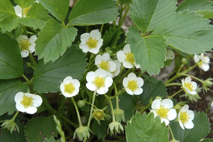 Gerahmter Druck : Strawberry blüht. Gerahmter Druck : Strawberry blüht.