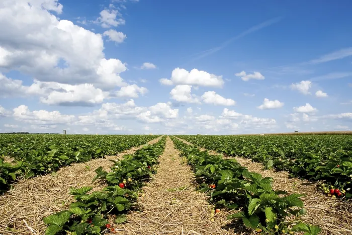 Gerahmter Druck : Strawberry Field