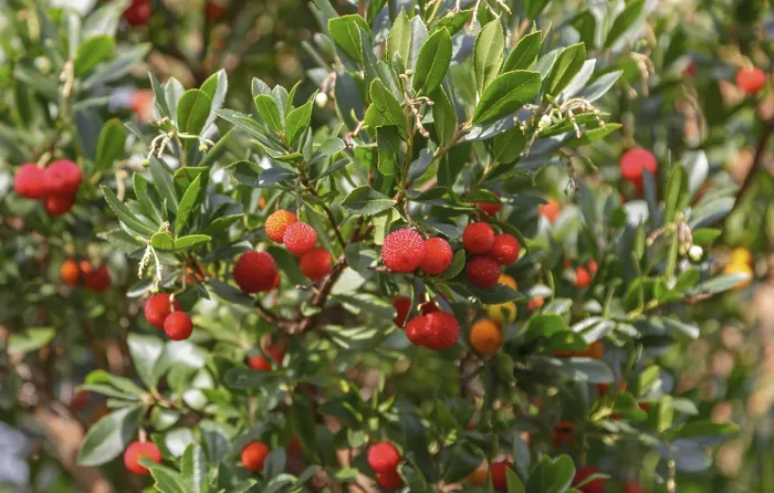 Gerahmter Druck : Arbutus (Strawberry tree) Gerahmter Druck : Arbutus (Strawberry tree)