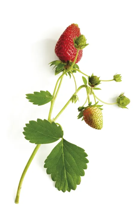 Gerahmter Druck : Strawberry-Vine