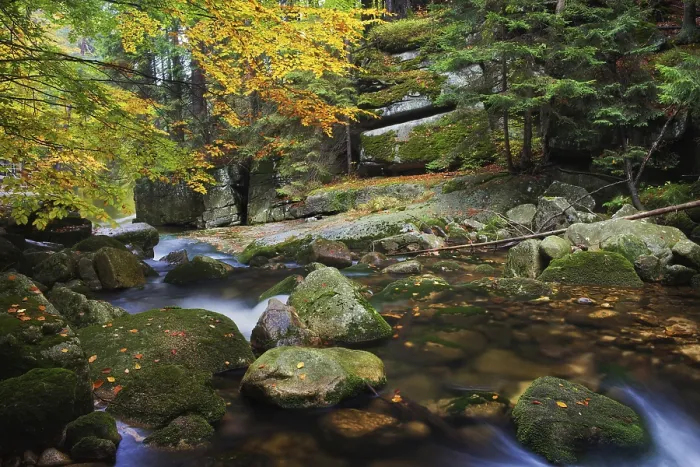 Gerahmter Druck : Bach im Herbstgebirgewald. Gerahmter Druck : Bach im Herbstgebirgewald.