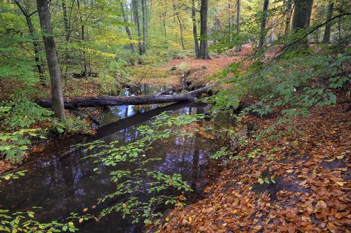 Gerahmter Druck : Bach im Herbst, Bach mäandert. Gerahmter Druck : Bach im Herbst, Bach mäandert.