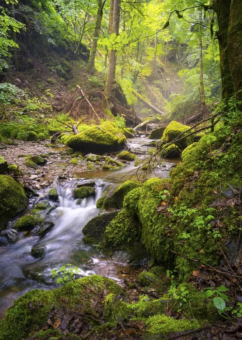 Gerahmter Druck : Ein Bach im Wald mit Moos und Steinen. Gerahmter Druck : Ein Bach im Wald mit Moos und Steinen.