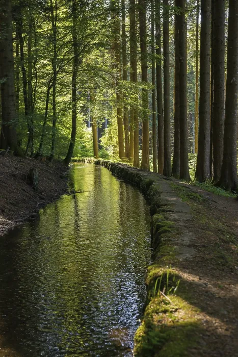 Gerahmter Druck : Bach und Wanderweg im Wald Gerahmter Druck : Bach und Wanderweg im Wald