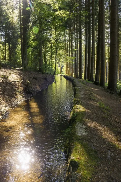 Gerahmter Druck : Bach und Wanderweg im Wald. Gerahmter Druck : Bach und Wanderweg im Wald.