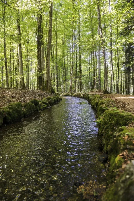 Gerahmter Druck : Bach und Wanderweg im Wald. Gerahmter Druck : Bach und Wanderweg im Wald.
