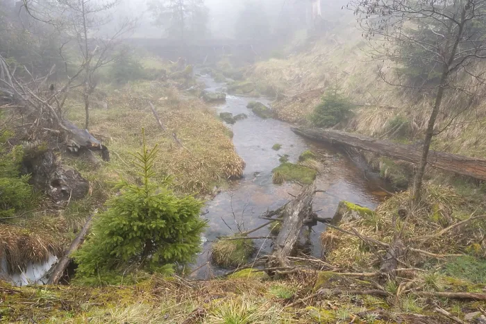Gerahmter Druck : Bach am Oderteich, Nebel Gerahmter Druck : Bach am Oderteich, Nebel