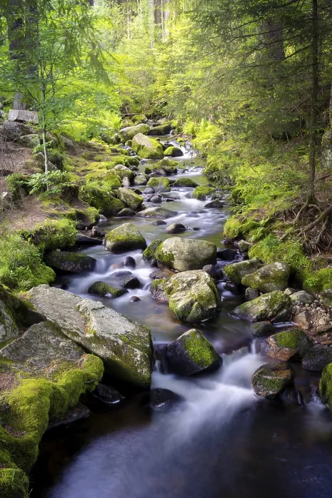 Gerahmter Druck : Bach mit Steinen und Moos im Wald. Gerahmter Druck : Bach mit Steinen und Moos im Wald.