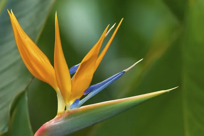 Gerahmter Druck : Strelitzia (Strelitzia), in voller Blüte. Gerahmter Druck : Strelitzia (Strelitzia), in voller Blüte.