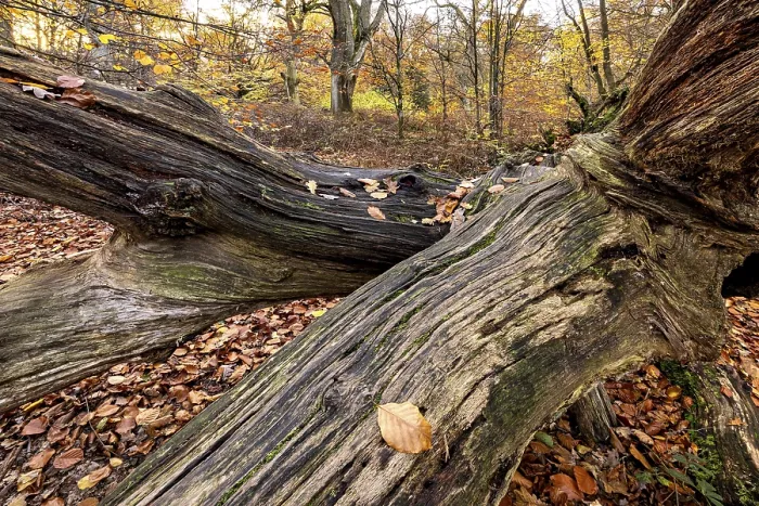 Gerahmter Druck : Verstreckter Baumstamm im Herbstwald. Gerahmter Druck : Verstreckter Baumstamm im Herbstwald.