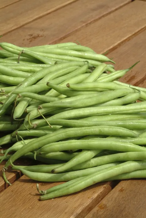 Gerahmter Druck : Bohnerbsen aus dem Garten. Gerahmter Druck : Bohnerbsen aus dem Garten.