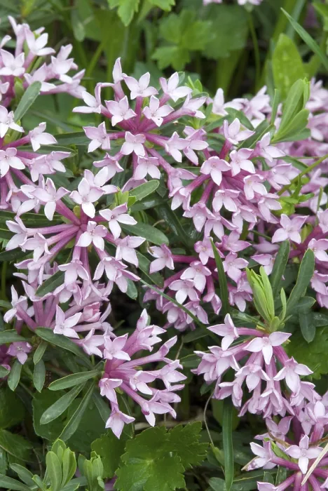 Gerahmter Druck : Gestreifte Daphne (Daphne striata) Gerahmter Druck : Gestreifte Daphne (Daphne striata)