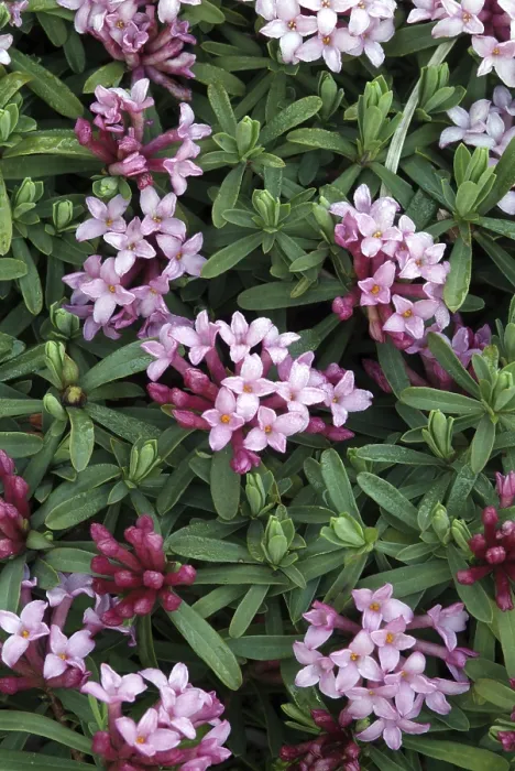 Gerahmter Druck : Gefleckte Daphne (Daphne striata) Gerahmter Druck : Gefleckte Daphne (Daphne striata)