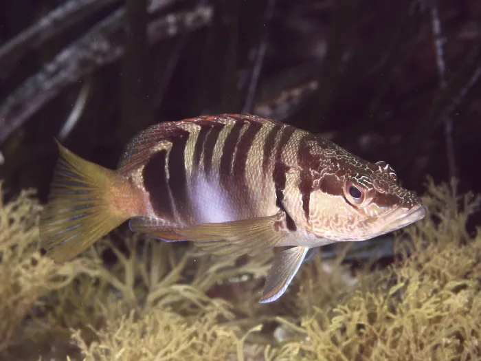 Gerahmter Druck : Ein gestreifter Schreibfisch (Serranus scriba) schwimmt über einem Riff. Gerahmter Druck : Ein gestreifter Schreibfisch (Serranus scriba) schwimmt über einem Riff.