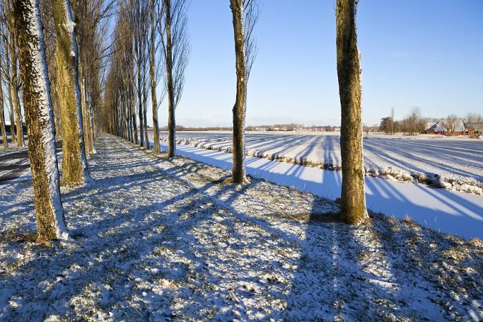 Gerahmter Druck : Gestreifte Schatten von Bäumen im Winter. Gerahmter Druck : Gestreifte Schatten von Bäumen im Winter.