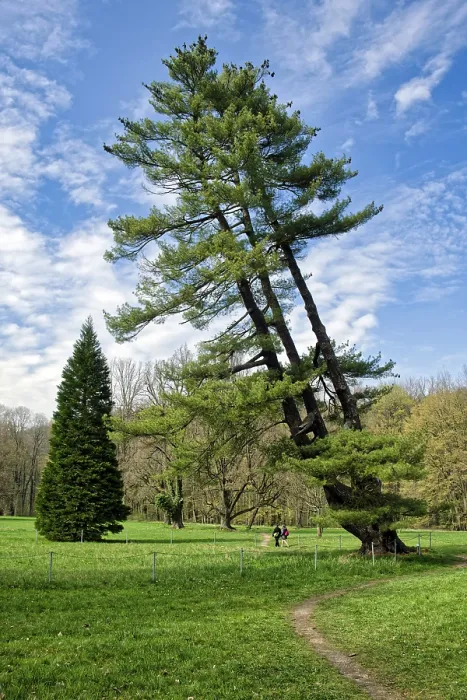 Gerahmter Druck : Strobe, auch Ostweisszeder (Pinus strobus) genannt. Gerahmter Druck : Strobe, auch Ostweisszeder (Pinus strobus) genannt.