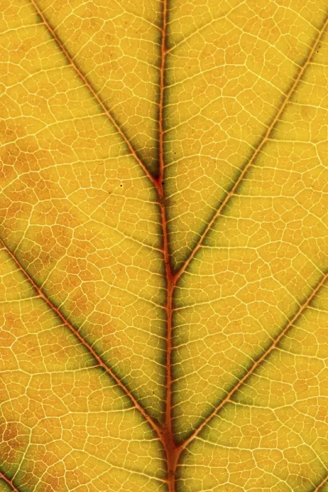Gerahmter Druck : Struktur eines herbstlich gefärbten Blattes. Gerahmter Druck : Struktur eines herbstlich gefärbten Blattes.