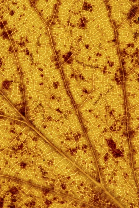 Gerahmter Druck : Struktur einer herbstlich gefärbten Blatte. Gerahmter Druck : Struktur einer herbstlich gefärbten Blatte.