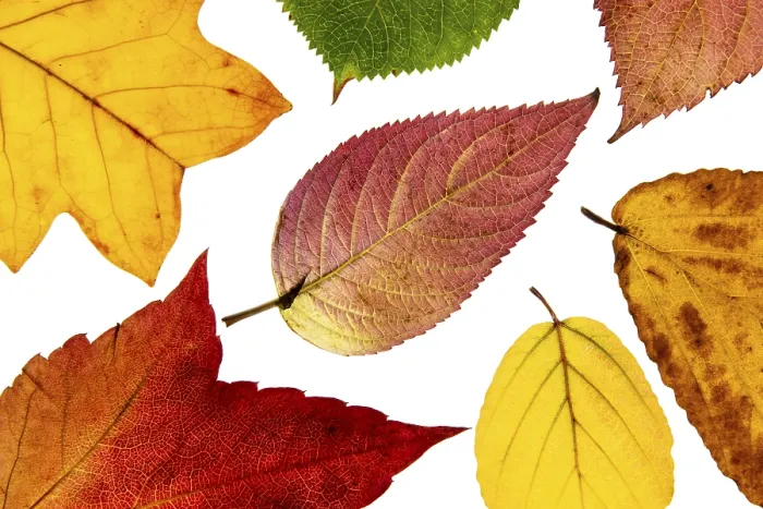 Gerahmter Druck : Struktur einer herbstlich gefärbten Blatte Gerahmter Druck : Struktur einer herbstlich gefärbten Blatte