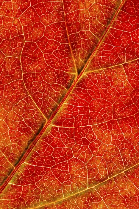 Gerahmter Druck : Struktur einer herbstlich gefärbten Blatte. Gerahmter Druck : Struktur einer herbstlich gefärbten Blatte.