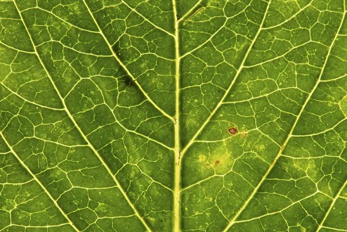 Gerahmter Druck : Struktur einer herbstlich gefärbten Blatte. Gerahmter Druck : Struktur einer herbstlich gefärbten Blatte.