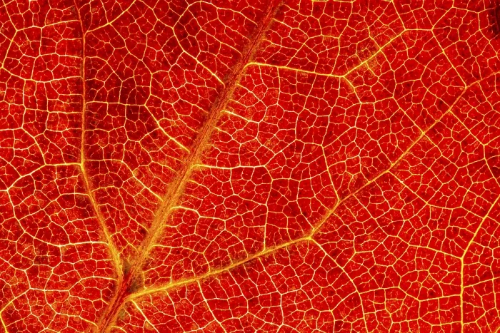 Gerahmter Druck : Struktur einer herbstlich gefärbten Blatte. Gerahmter Druck : Struktur einer herbstlich gefärbten Blatte.