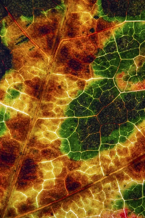 Gerahmter Druck : Struktur einer herbstlich gefärbten Blatte Gerahmter Druck : Struktur einer herbstlich gefärbten Blatte