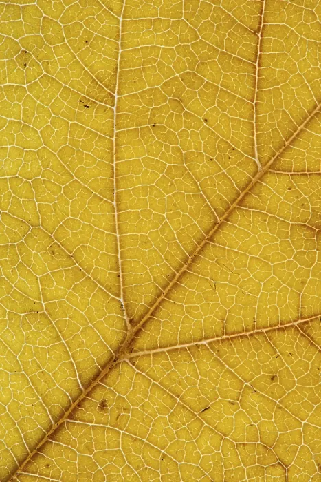 Gerahmter Druck : Struktur einer herbstlich gefärbten Blatte