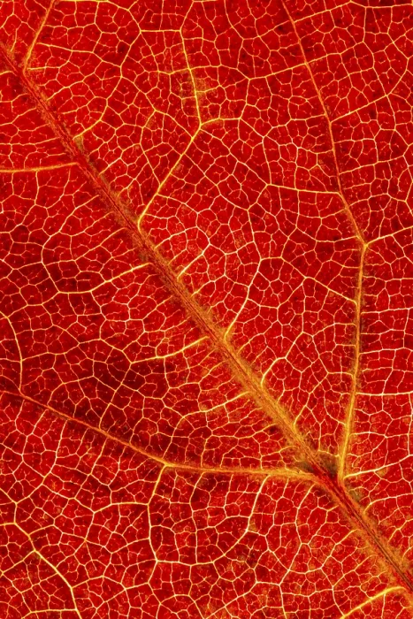 Gerahmter Druck : Struktur einer herbstlich gefärbten Blätter. Gerahmter Druck : Struktur einer herbstlich gefärbten Blätter.