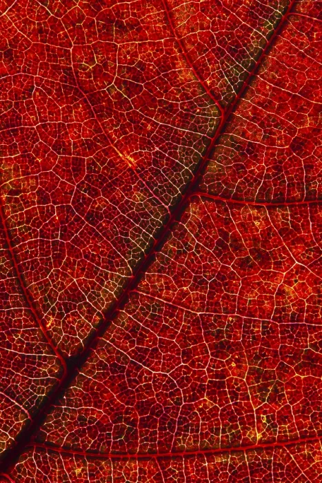 Gerahmter Druck : Struktur einer herbstlich gefärbten Blätter. Gerahmter Druck : Struktur einer herbstlich gefärbten Blätter.