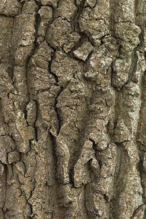 Gerahmter Druck : Struktur der Rinde eines Eichens (Quercus). Gerahmter Druck : Struktur der Rinde eines Eichens (Quercus).