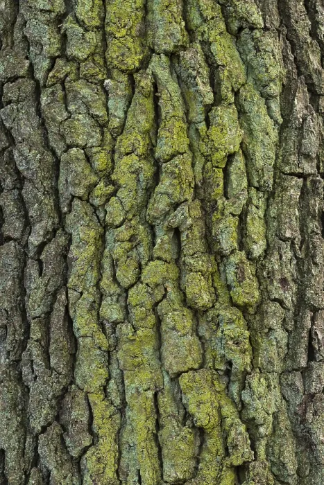 Gerahmter Druck : Struktur der Rinde eines Eichenbaumes (Quercus). Gerahmter Druck : Struktur der Rinde eines Eichenbaumes (Quercus).