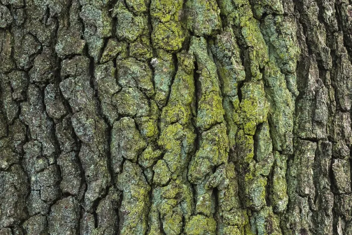 Gerahmter Druck : Struktur der Borke eines Eichens (Quercus). Gerahmter Druck : Struktur der Borke eines Eichens (Quercus).