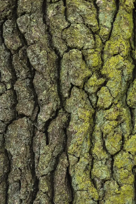 Gerahmter Druck : Struktur der Rinde einer Eiche (Quercus). Gerahmter Druck : Struktur der Rinde einer Eiche (Quercus).