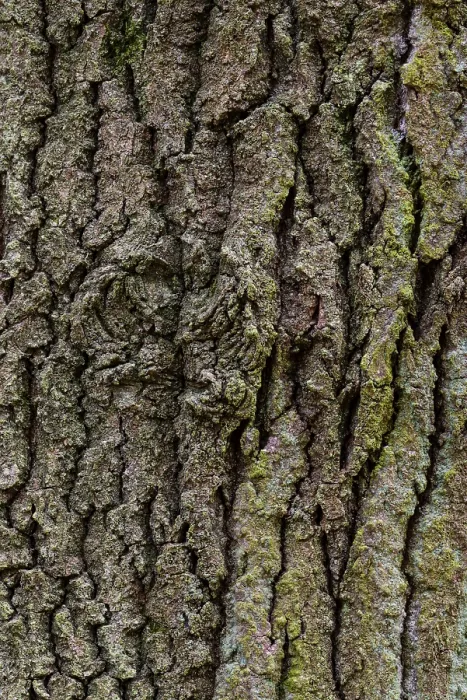 Gerahmter Druck : Struktur der Borke eines Eichenbaumes (Quercus). Gerahmter Druck : Struktur der Borke eines Eichenbaumes (Quercus).