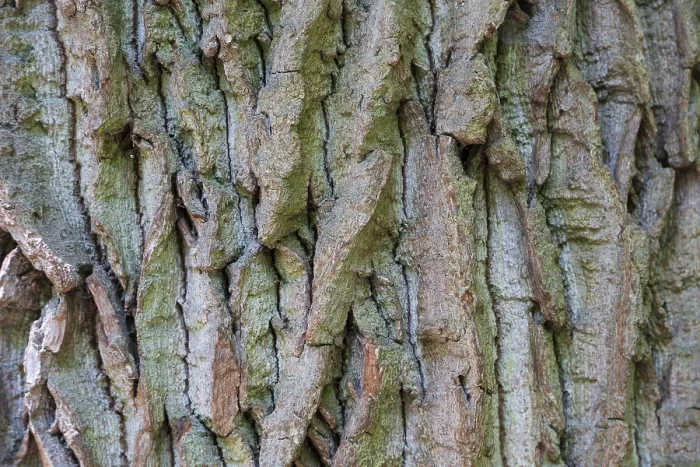Gerahmter Druck : Struktur der Rinde eines Eichens (Quercus). Gerahmter Druck : Struktur der Rinde eines Eichens (Quercus).