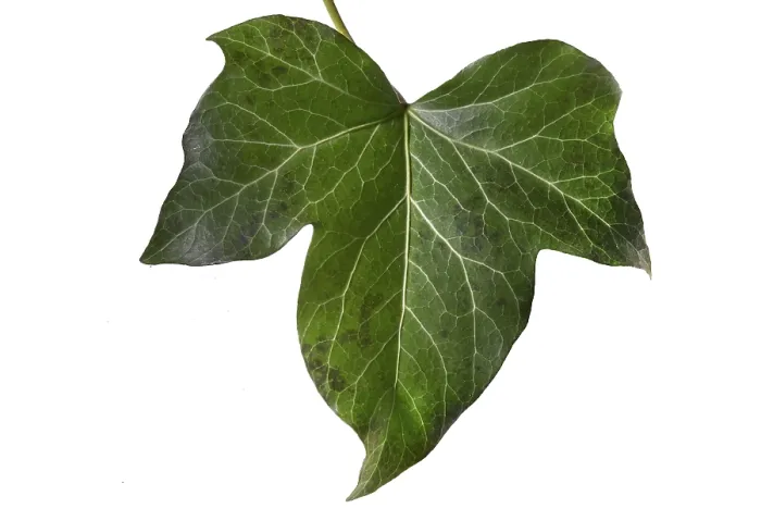 Gerahmter Druck : Struktur einer Efeublätter (Hedera helix) auf weißem Hintergrund. Gerahmter Druck : Struktur einer Efeublätter (Hedera helix) auf weißem Hintergrund.