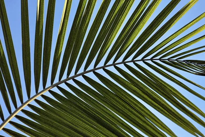 Gerahmter Druck : Struktur einer Palmenblätter, Nahansicht. Gerahmter Druck : Struktur einer Palmenblätter, Nahansicht.