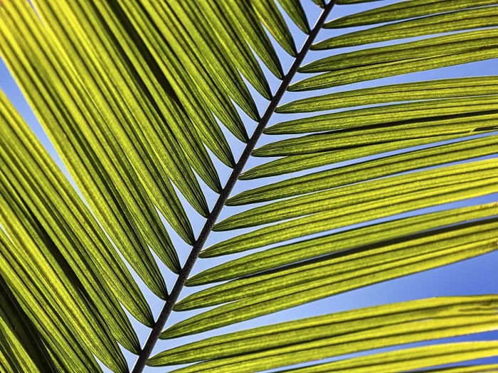 Gerahmter Druck : Struktur einer Palmenblätter, Nahansicht. Gerahmter Druck : Struktur einer Palmenblätter, Nahansicht.