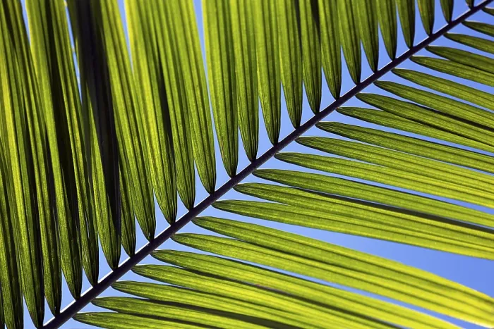Gerahmter Druck : Struktur einer Palmenblätter, Nahansicht. Gerahmter Druck : Struktur einer Palmenblätter, Nahansicht.