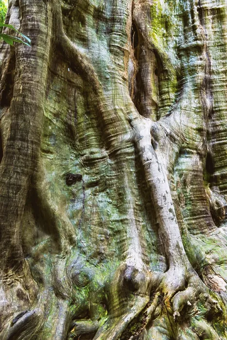 Gerahmter Druck : Struktur eines tropischen Baumes, Baum. Gerahmter Druck : Struktur eines tropischen Baumes, Baum.