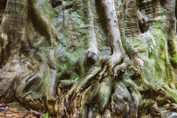 Gerahmter Druck : Struktur eines tropischen Baumes, Baum. Gerahmter Druck : Struktur eines tropischen Baumes, Baum.