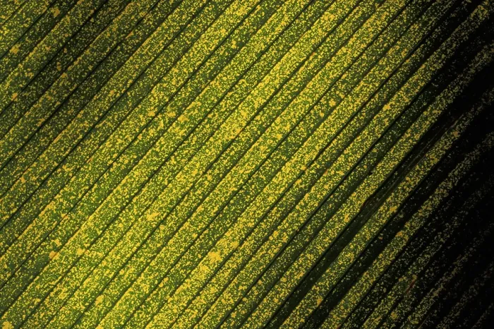 Gerahmter Druck : Struktur der gelben gefleckten Palmlatte, Detail. Gerahmter Druck : Struktur der gelben gefleckten Palmlatte, Detail.