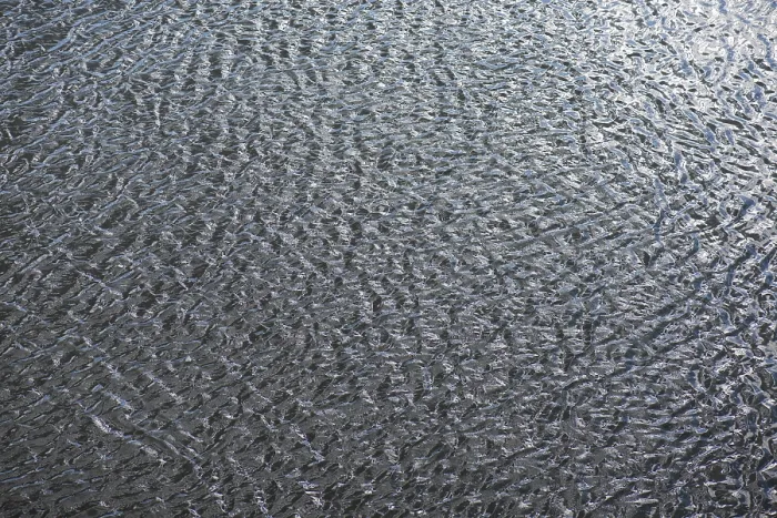 Gerahmter Druck : Strukturen einer Wasserfläche vom Main. Gerahmter Druck : Strukturen einer Wasserfläche vom Main.
