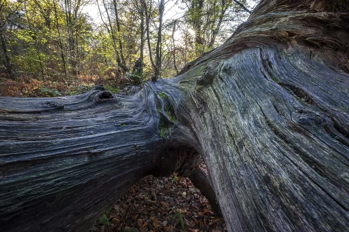 Gerahmter Druck : Strukturen im Holz eines toten Baumstammes. Gerahmter Druck : Strukturen im Holz eines toten Baumstammes.