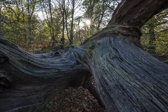 Gerahmter Druck : Strukturen im Holz eines toten Baumstammes. Gerahmter Druck : Strukturen im Holz eines toten Baumstammes.