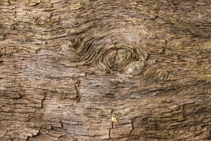 Gerahmter Druck : Strukturen im Holz eines toten Baumstammes. Gerahmter Druck : Strukturen im Holz eines toten Baumstammes.